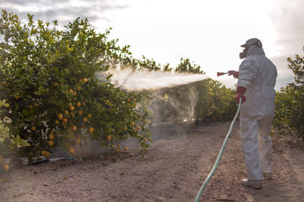 Best Termite Control Services  in Buckley, WA